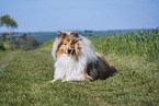 Collie