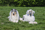 dogs