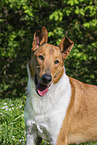 Collie