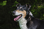 Collie
