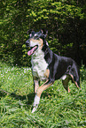 Collie