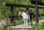 Collies