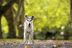 Collie