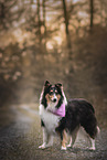 Collie