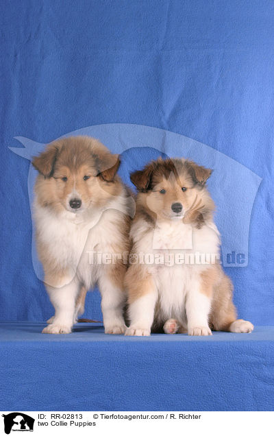 Zwei Collie Welpen / two Collie Puppies / RR-02813