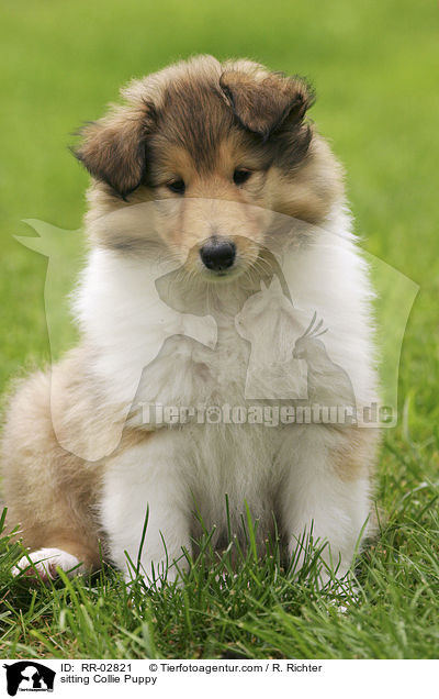 Collie Welpe im Gras / sitting Collie Puppy / RR-02821