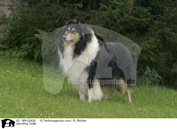 stehender tricolor Collie / standing Collie / RR-02826