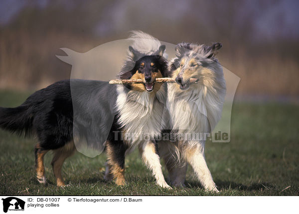 spielende Collies / playing collies / DB-01007