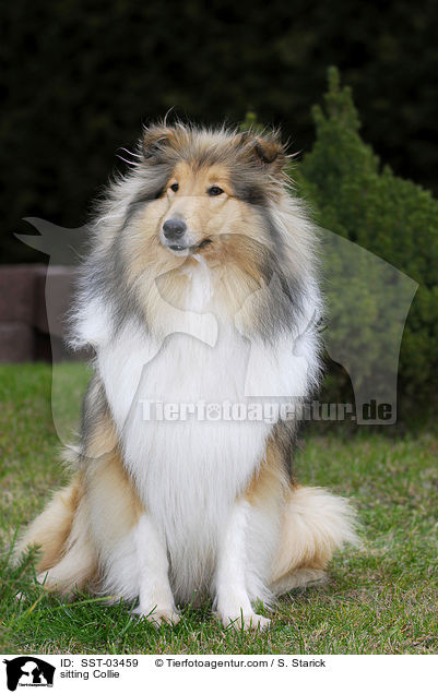 sitzender Collie / sitting Collie / SST-03459