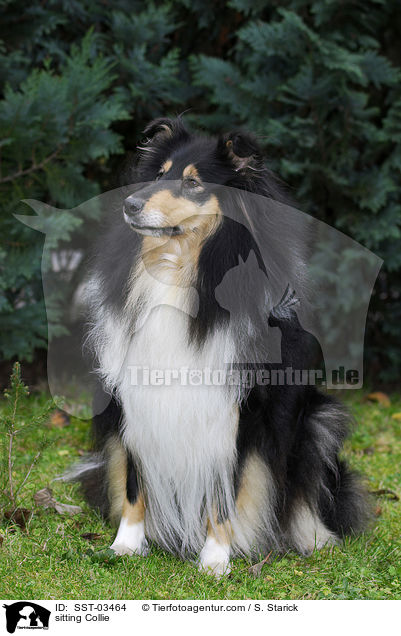 sitzender Collie / sitting Collie / SST-03464