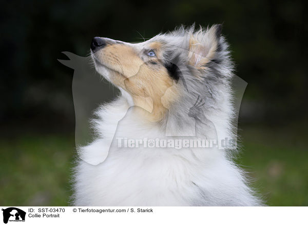 Collie Portrait / Collie Portrait / SST-03470