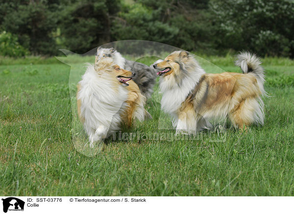 Collie / SST-03776