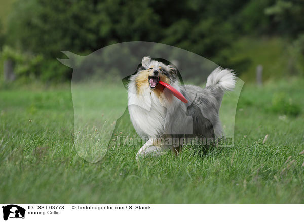 running Collie / SST-03778