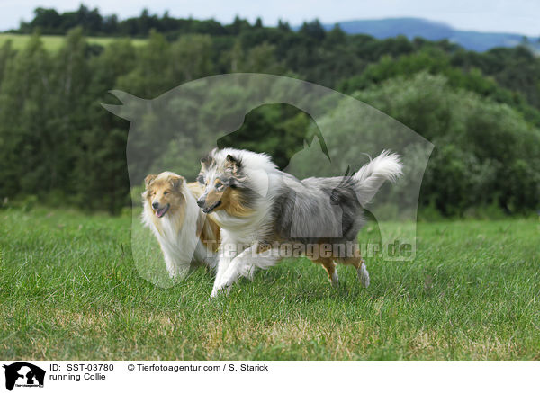 running Collie / SST-03780