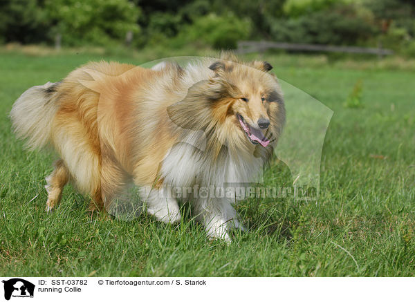 running Collie / SST-03782