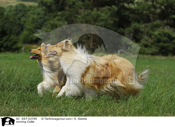 running Collie / SST-03785