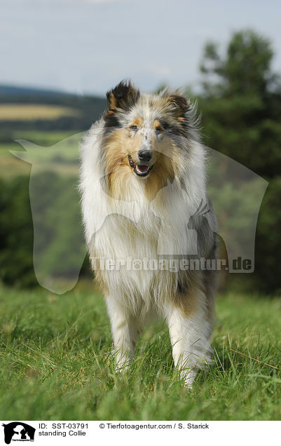 stehender Collie / standing Collie / SST-03791