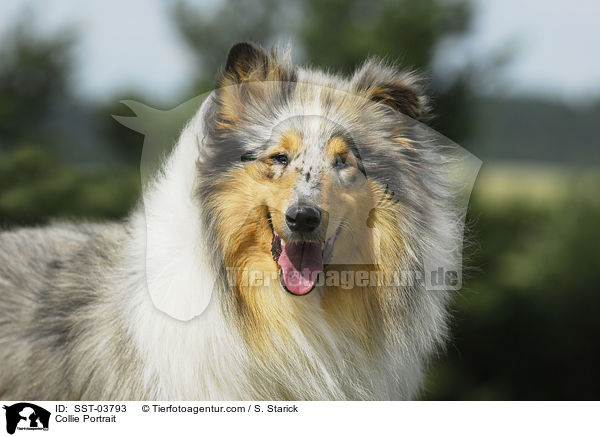Collie Portrait / SST-03793