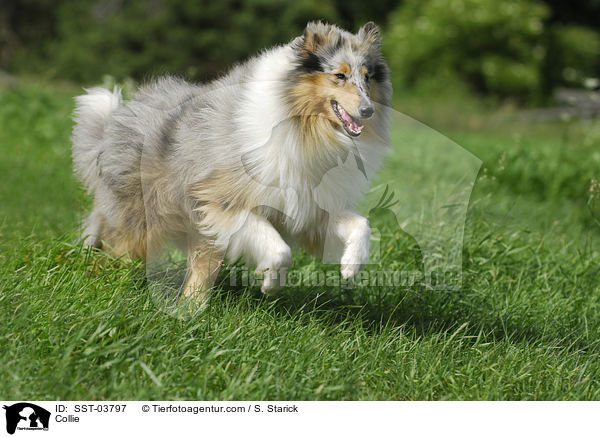 Langhaarcollie / Collie / SST-03797