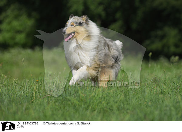 Collie / SST-03799