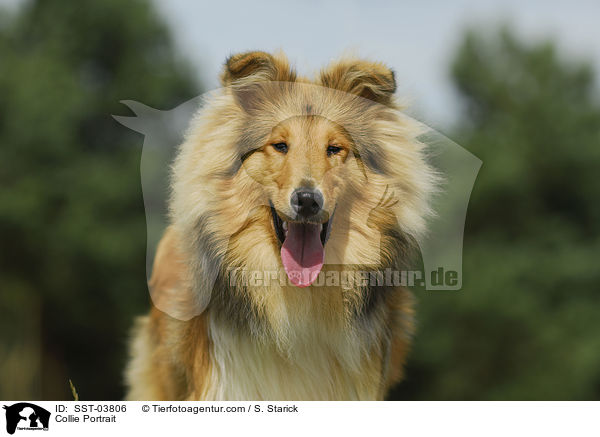 Collie Portrait / SST-03806
