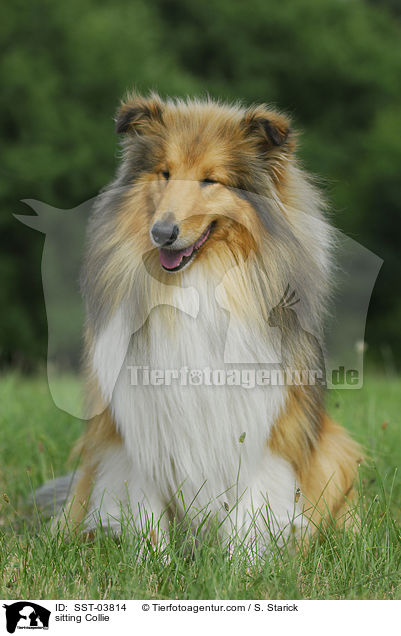 sitzender Collie / sitting Collie / SST-03814