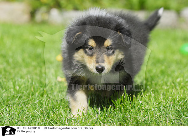 Collie puppy / SST-03818