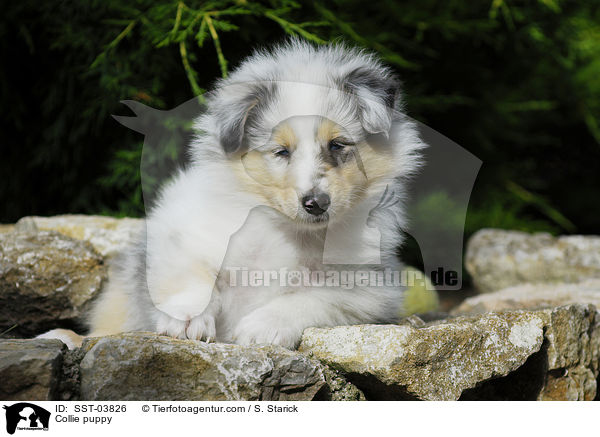 Collie puppy / SST-03826