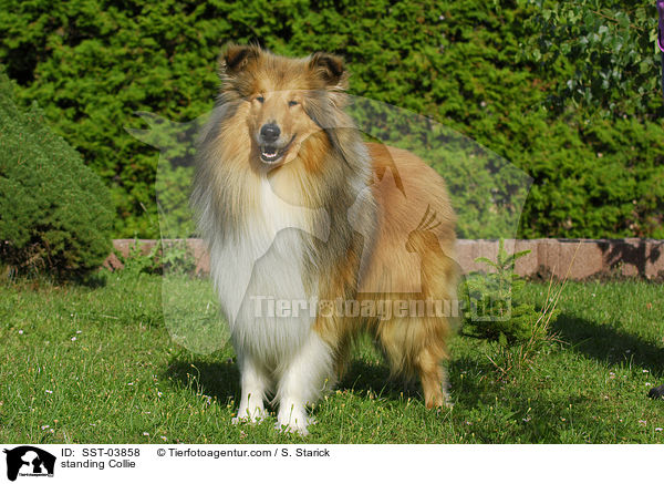 stehender Collie / standing Collie / SST-03858