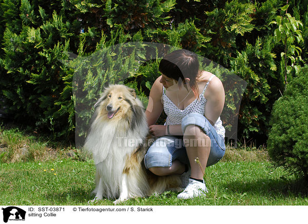 sitzender Collie / sitting Collie / SST-03871