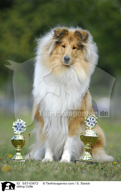 sitzender Collie / sitting Collie / SST-03872