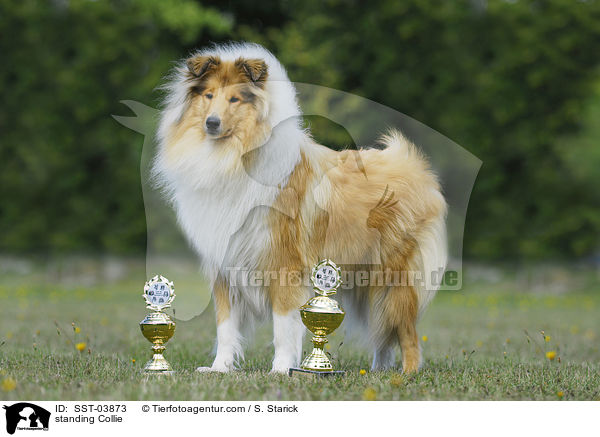 stehender Collie / standing Collie / SST-03873