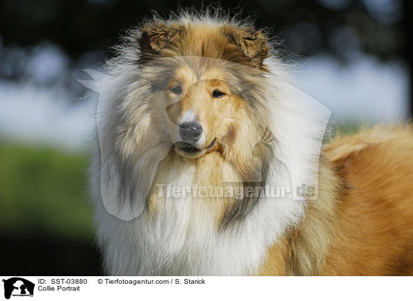 Collie Portrait / Collie Portrait / SST-03880