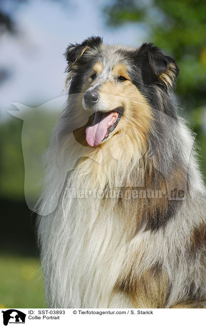 Collie Portrait / Collie Portrait / SST-03893