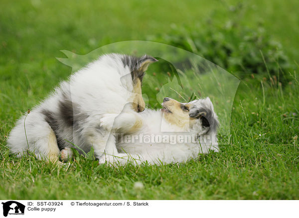 Collie puppy / SST-03924