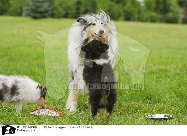 Collie puppy / SST-03928