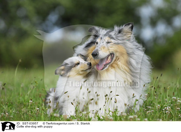 Collie Hndin mit Welpen / Collie she-dog with puppy / SST-03957