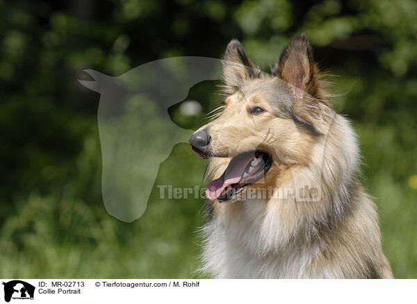 Langhaarcollie Portrait / Collie Portrait / MR-02713