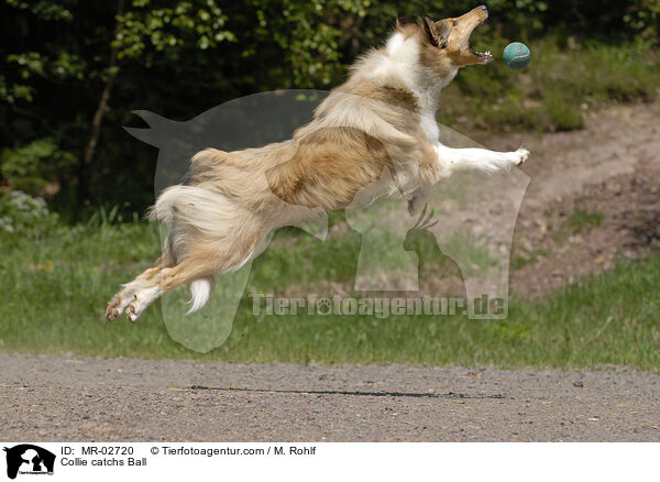 Langhaarcollie fngt Ball / Collie catchs Ball / MR-02720