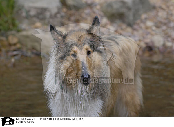badender Langhaarcollie / bathing Collie / MR-02721