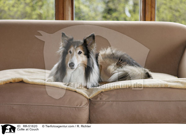 Collie auf Couch / Collie at Couch / RR-51620