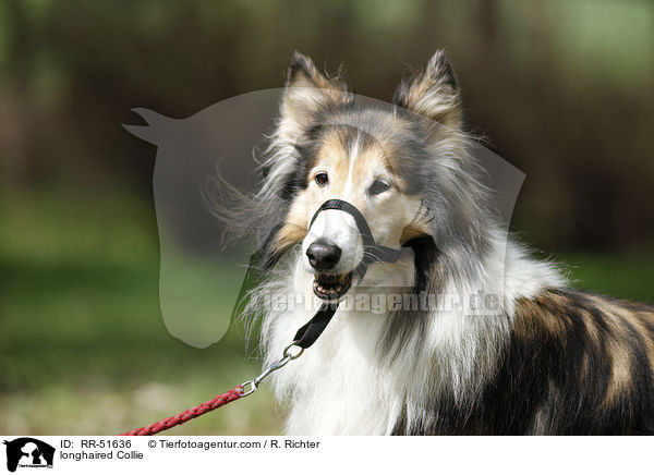 Langhaarcollie / longhaired Collie / RR-51636