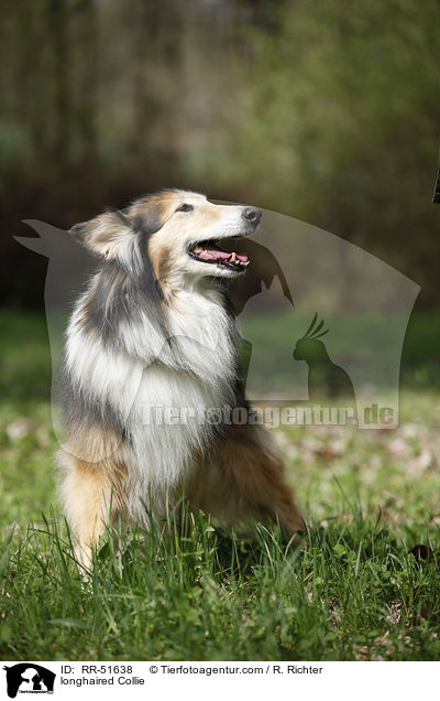 Langhaarcollie / longhaired Collie / RR-51638