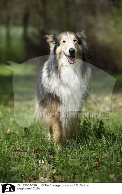 Langhaarcollie / longhaired Collie / RR-51639