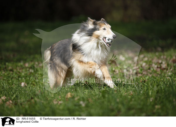 Langhaarcollie / longhaired Collie / RR-51655