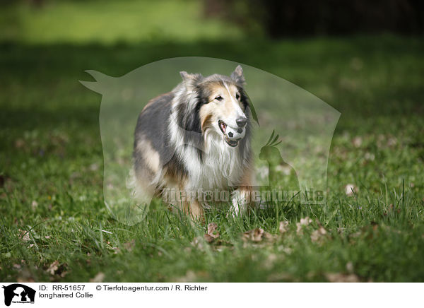 Langhaarcollie / longhaired Collie / RR-51657