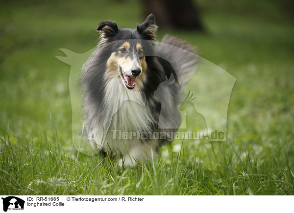 Langhaarcollie / longhaired Collie / RR-51665