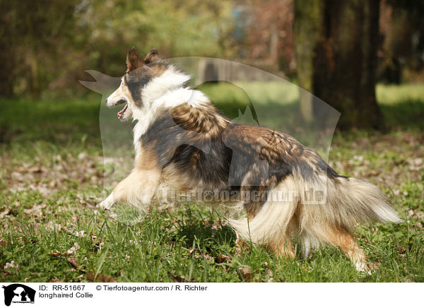 Langhaarcollie / longhaired Collie / RR-51667