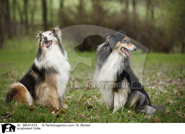 Langhaarcollie / longhaired Collie / RR-51678