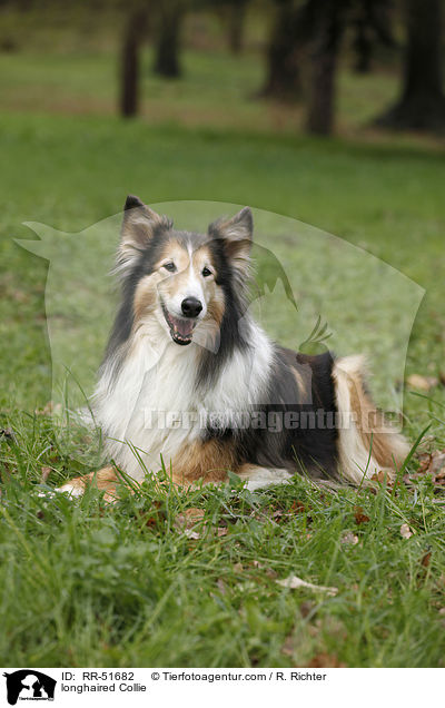Langhaarcollie / longhaired Collie / RR-51682